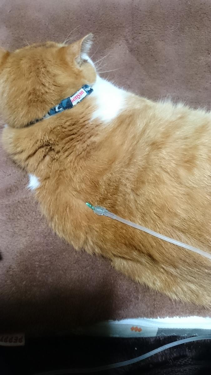 慢性腎不全の治療にかかった費用 - 豆田さんの猫ブログ - ネコジルシ