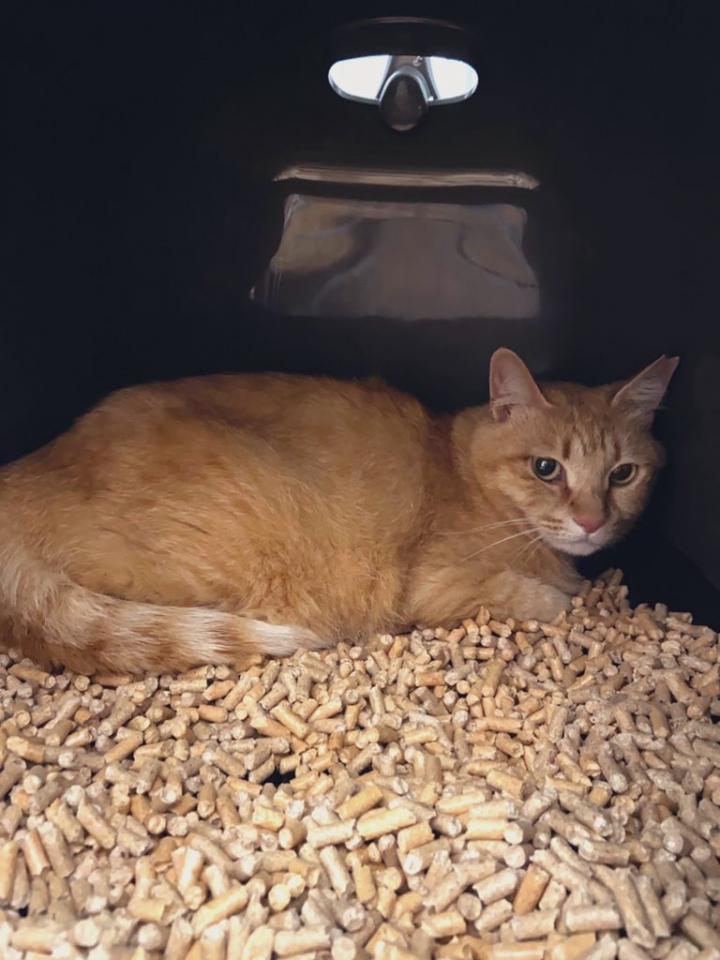 成猫をトライアルでお迎えしました 新名空さんの猫ブログ ネコジルシ 成猫をトライアルでお迎えしました 新名空さんの猫ブログ ネコジルシ