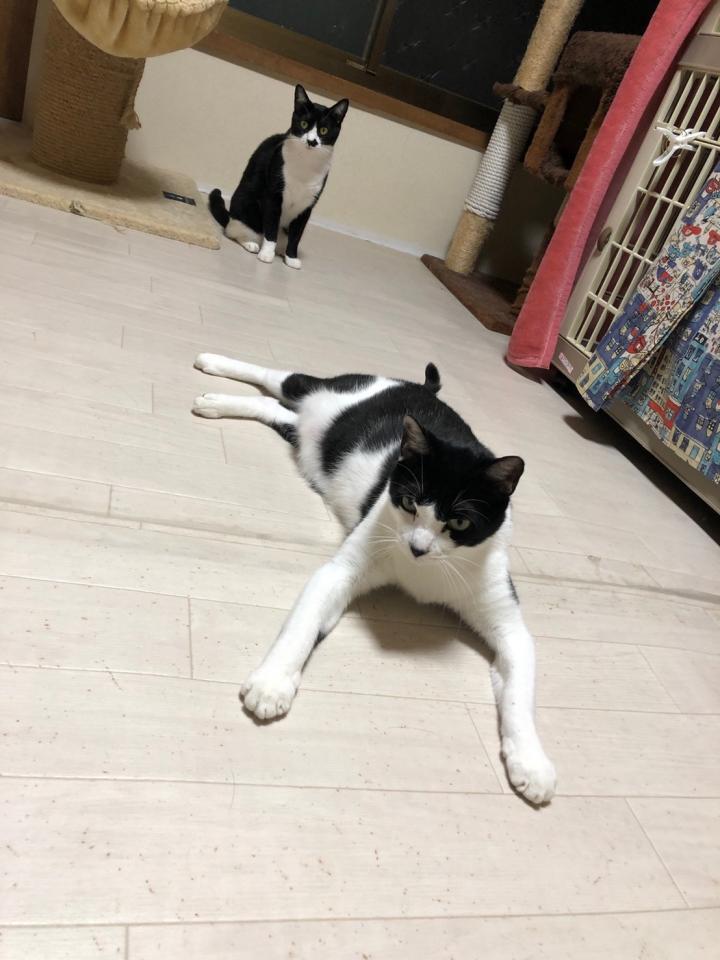 今年は丑年 白黒ステキ模様の会ご紹介 ねこけん東京本部さんの猫ブログ ネコジルシ