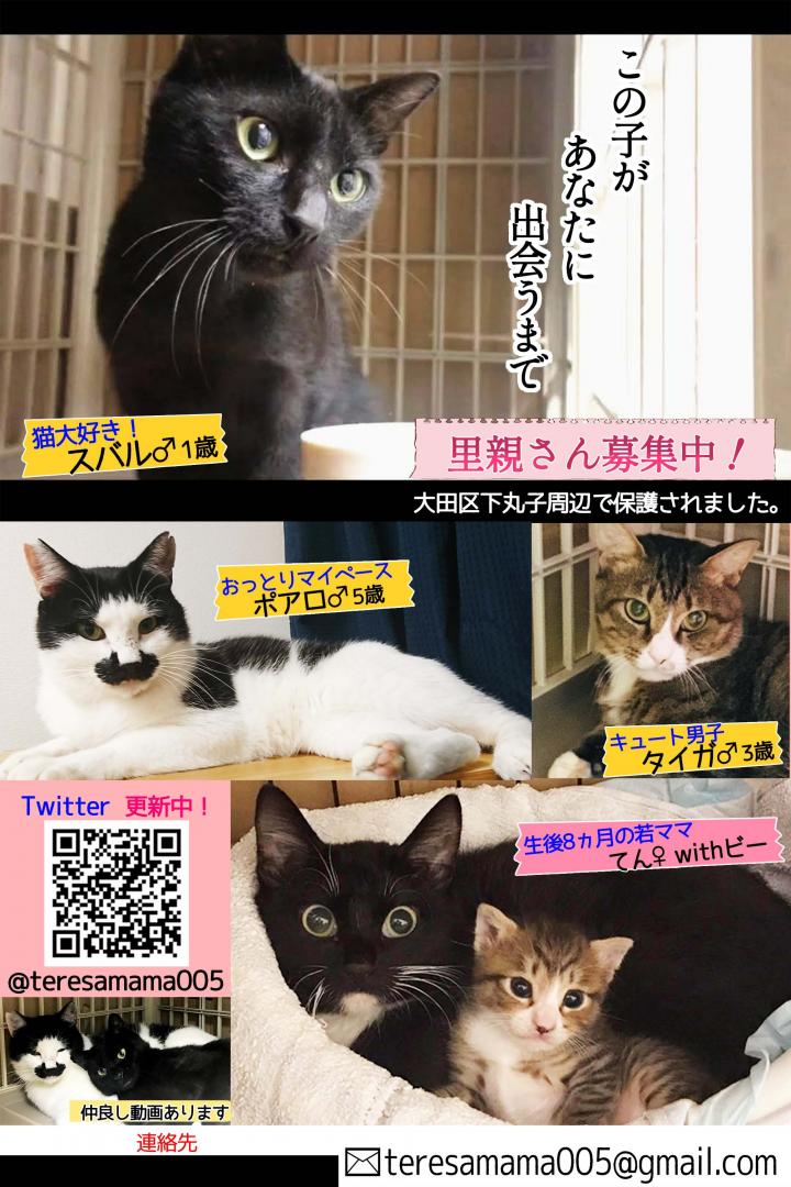 この子があなたに出会うまで テレサグループさんの猫ブログ ネコジルシ