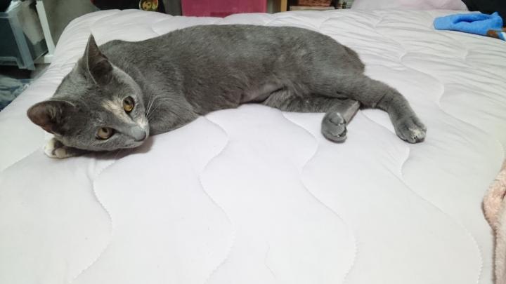 猫アレルギー りょうるかさんの猫ブログ ネコジルシ