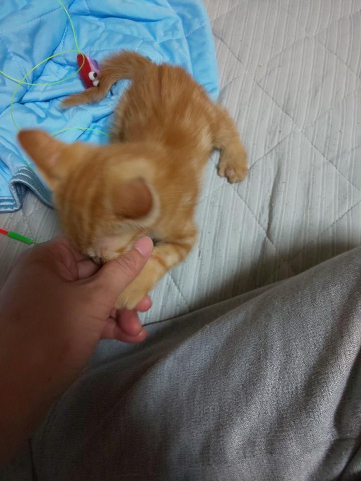 ヨッちゃんと福にゃん 銀ぶち猫さんの猫ブログ ネコジルシ