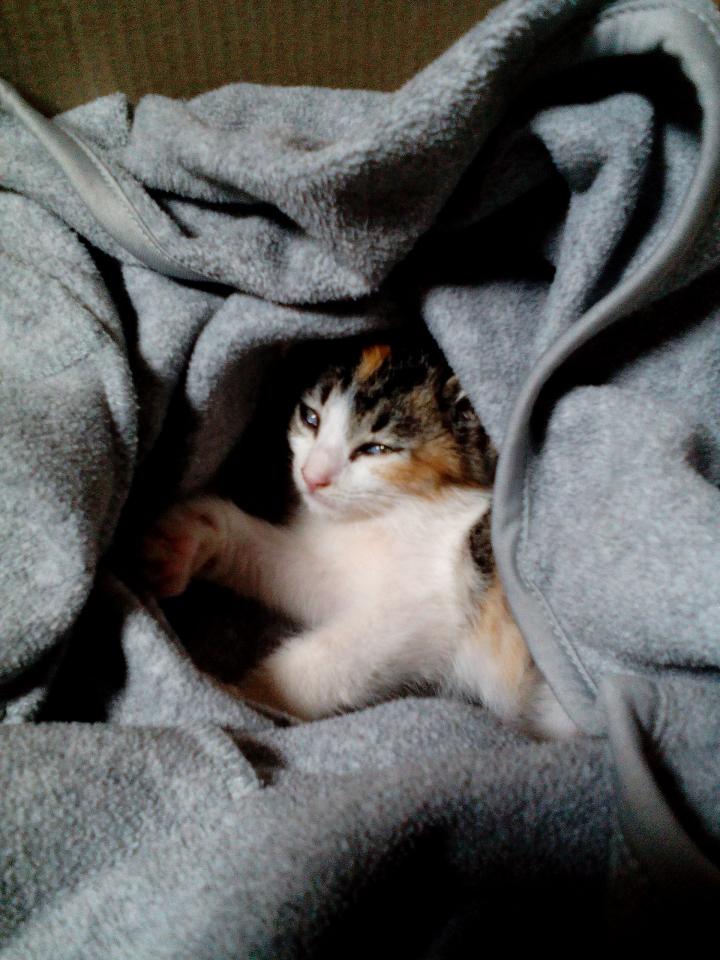 はじめてのシャンプー くろとみけさんの猫ブログ ネコジルシ