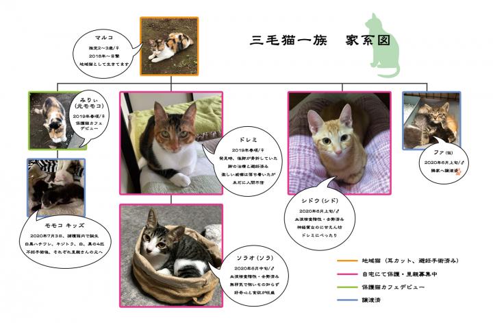 三毛猫一族の家系図 Komonyaさんの猫ブログ ネコジルシ
