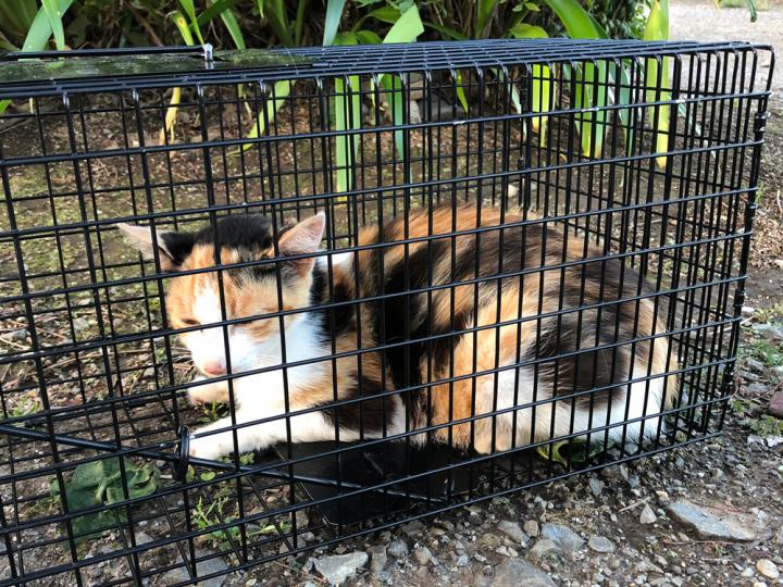捕獲器で出産しちゃった 三毛猫一族の記録 9 Komonyaさんの猫ブログ ネコジルシ