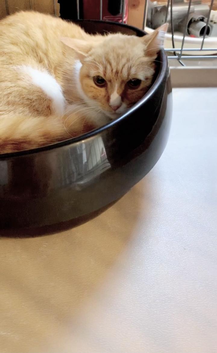 餌やりさんご近所トラブルからの保護😾 - コオロギ麺さんの猫ブログ 