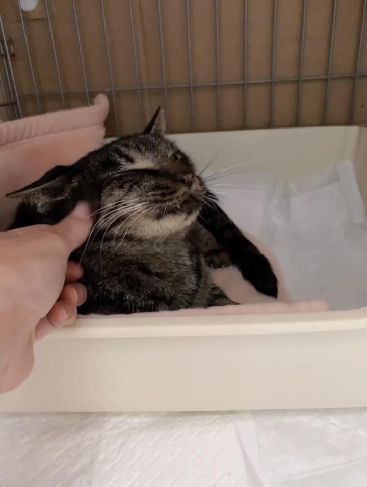 保護猫チョコちゃん負傷猫。馬尾症候群。 - コオロギ麺さんの猫ブログ 