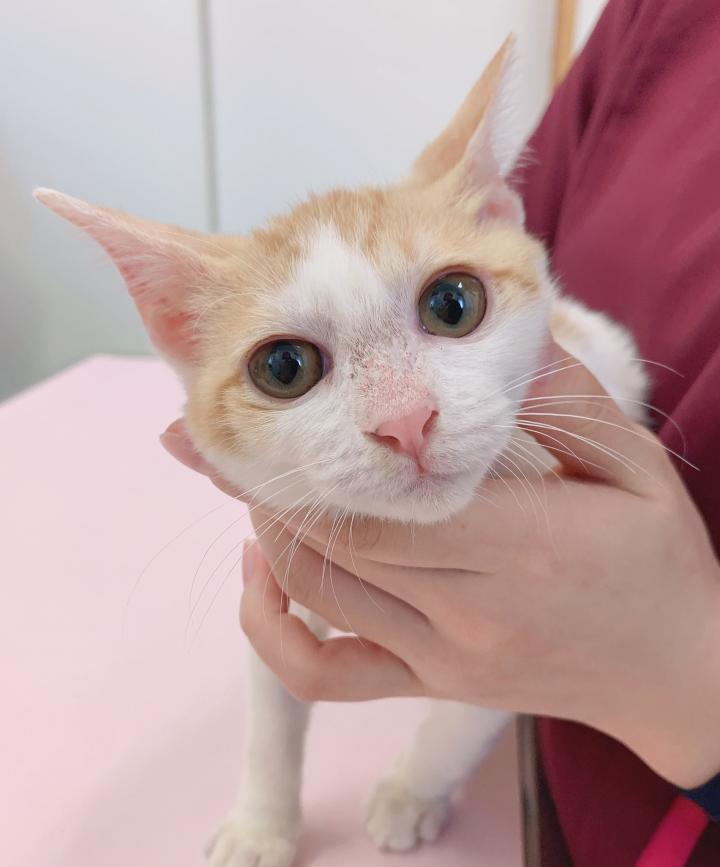 かわいいしっぽﾎﾞﾌﾞﾃｰﾙのゆこちゃん♪ - コオロギ麺さんの猫ブログ 