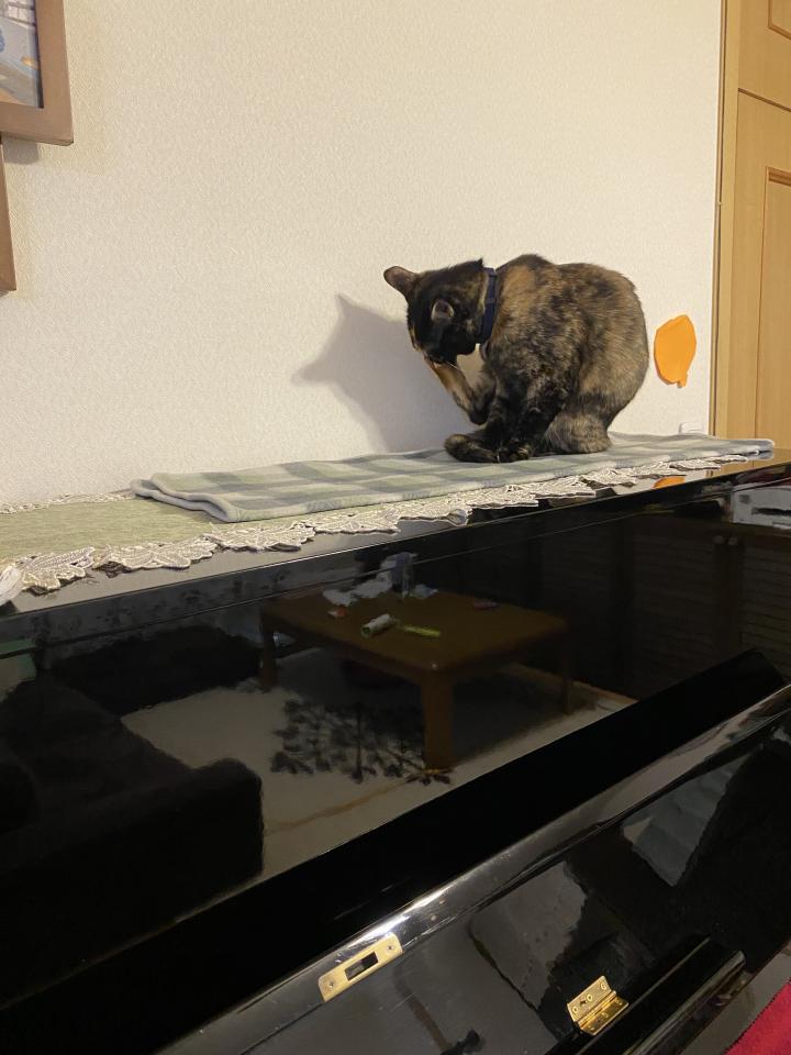 ピアノ好き L Upinさんの猫ブログ ネコジルシ