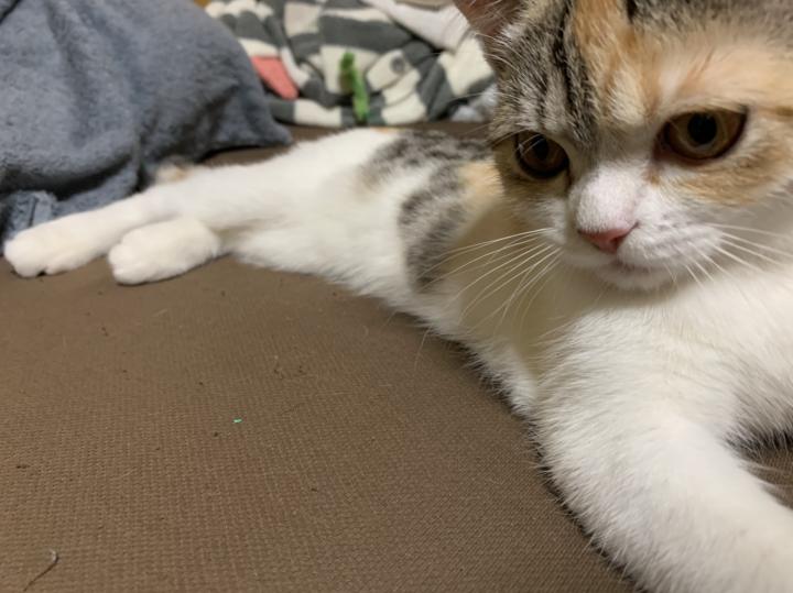 猫ちゃんってこんなに長くなるんですね 笑 渋にゃんさんの猫ブログ ネコジルシ