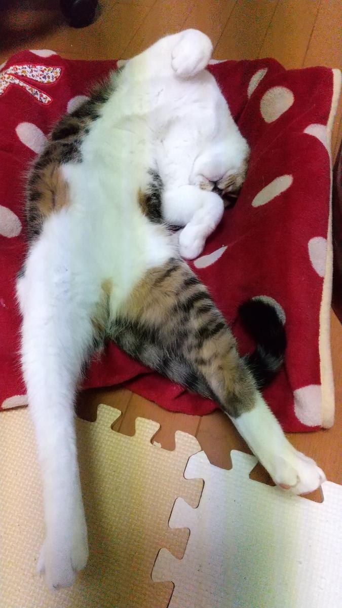 無防備な寝姿 とらりさんの猫ブログ ネコジルシ