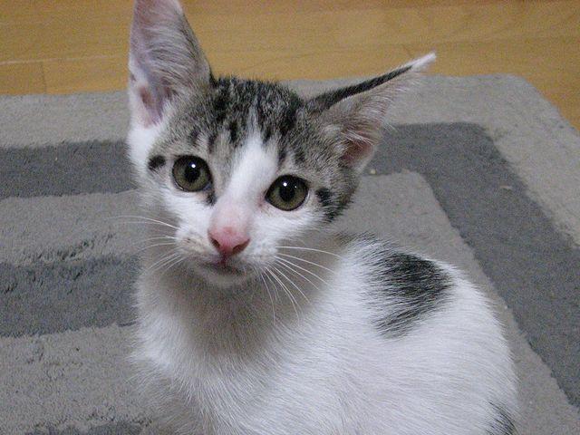 名前が決まりました その1 - 海野くらげさんの猫ブログ - ネコジルシ