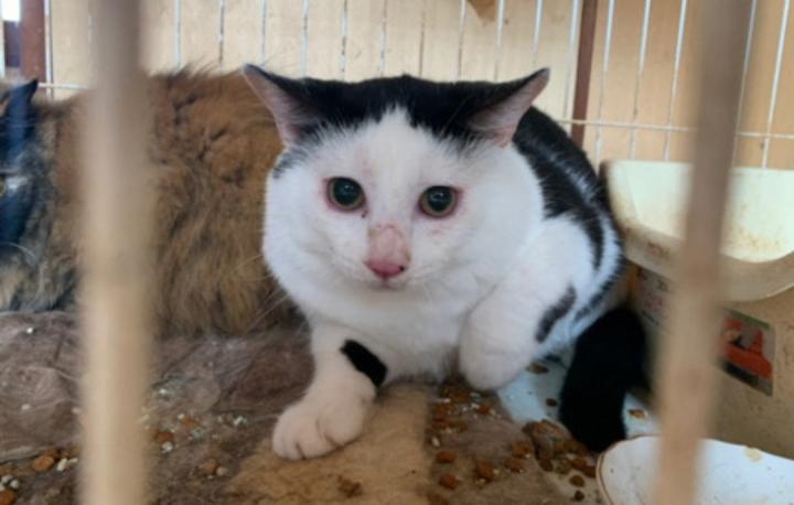 レスキュー ねこ野さんの猫ブログ ネコジルシ