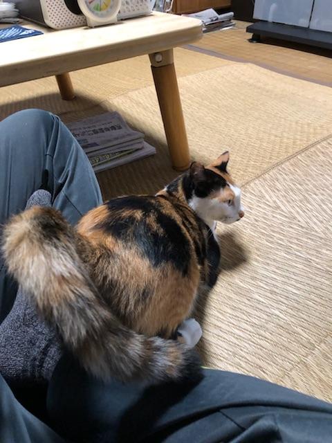 二匹目のお尻トントン要求 マママさんの猫ブログ ネコジルシ