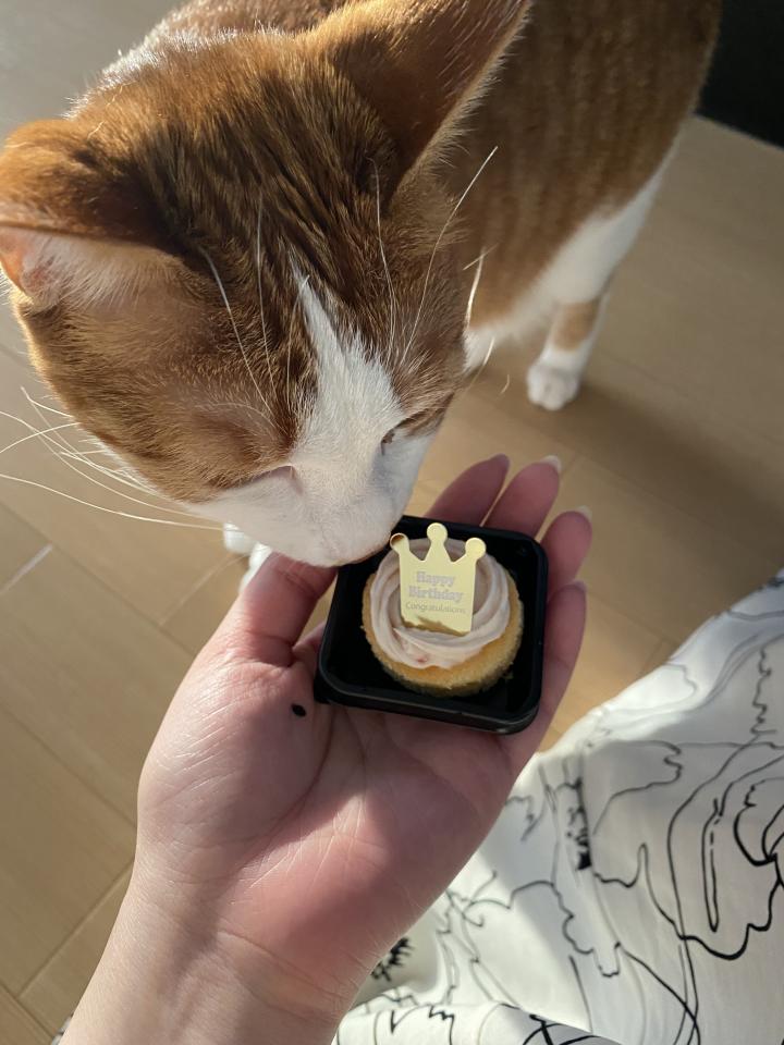 もう一歳 あやにゃ17さんの猫ブログ ネコジルシ