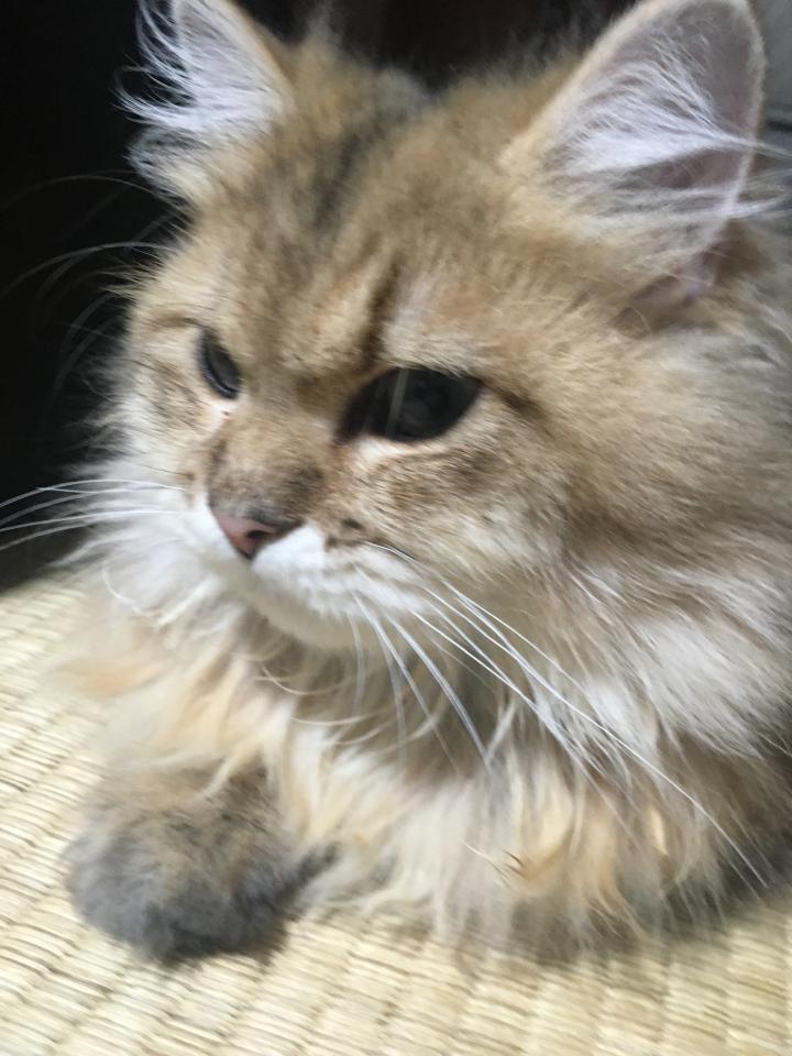 下痢が続き動物病院へ🏥 - ラッキーライラックさんの猫ブログ - ネコジルシ