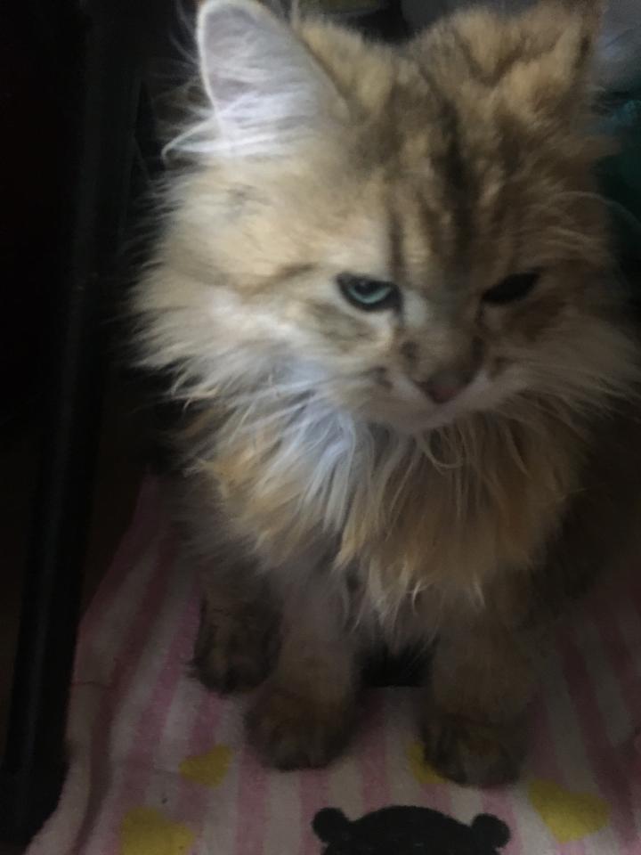 下痢が続き動物病院へ🏥 - ラッキーライラックさんの猫ブログ - ネコジルシ