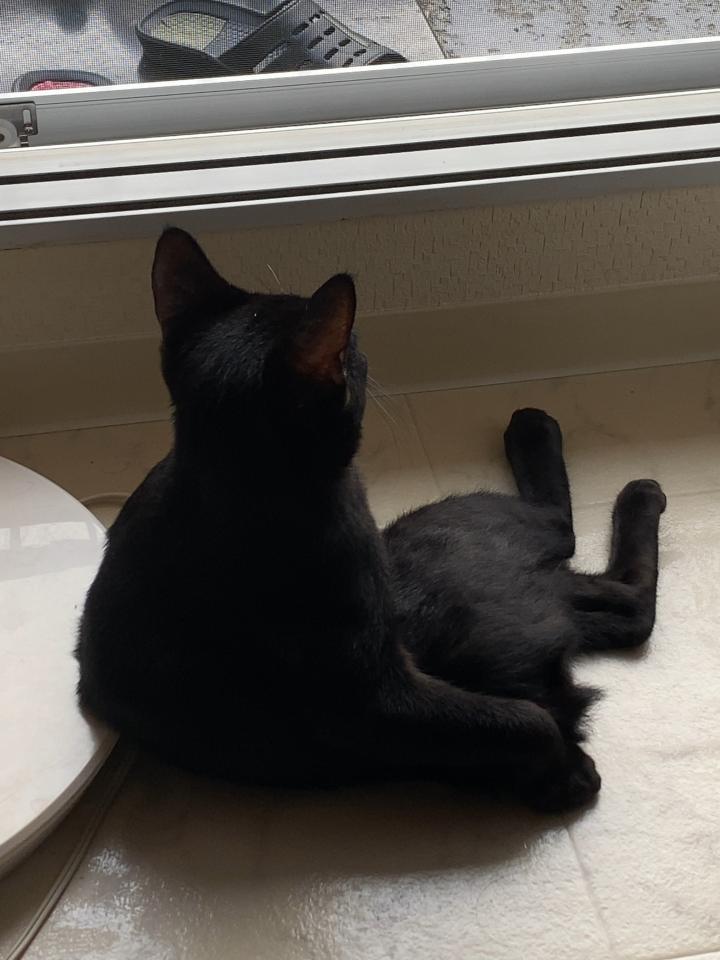 家主夏バテ治りましてお久しぶりです - おみよしさんの猫ブログ 