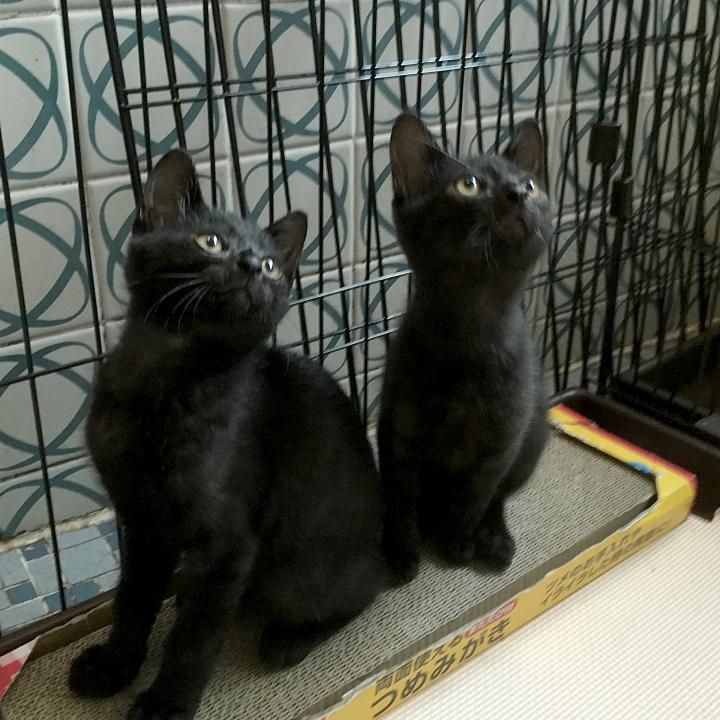 朝日を浴びる ねこんぶさんの猫ブログ ネコジルシ