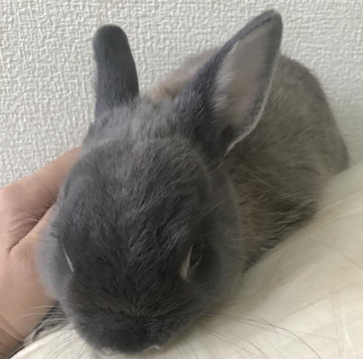 うさじるし すみぞさんの猫ブログ ネコジルシ