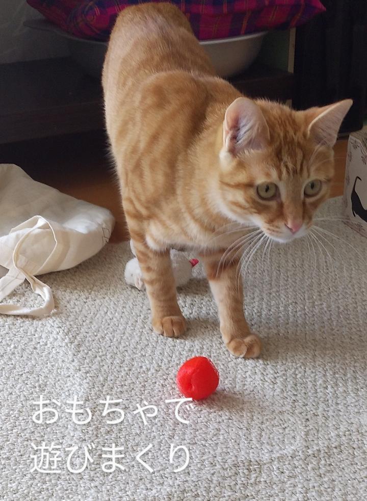 👏お見合い👏 にゃん子です。さんの猫ブログ ネコジルシ