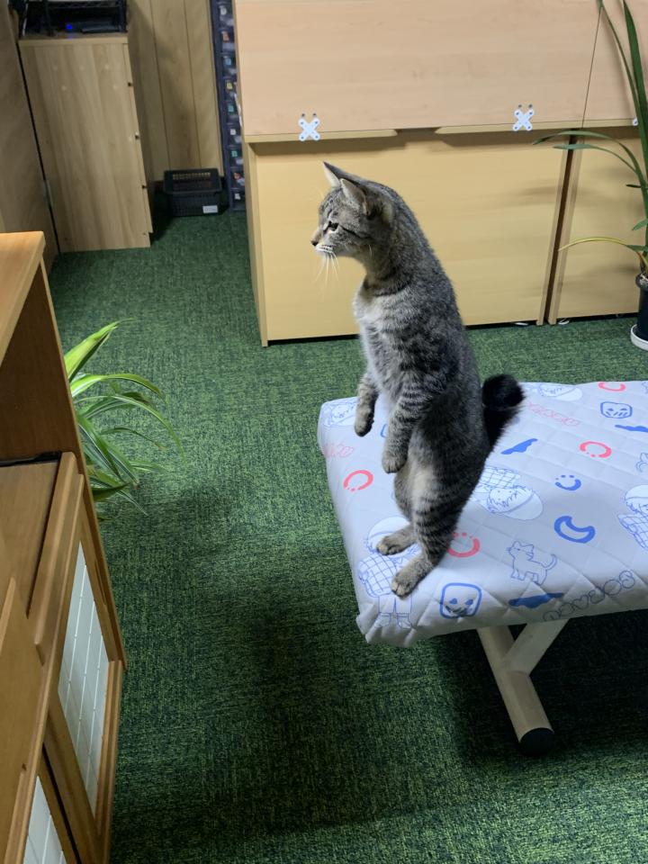 初めての熱帯魚 真奈ちゃんさんの猫ブログ ネコジルシ