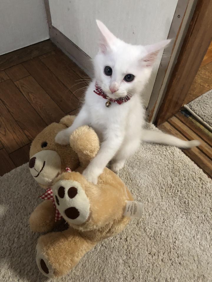 くまちゃんに戦闘態勢 笑 ぽんぽこりんこさんの猫ブログ ネコジルシ