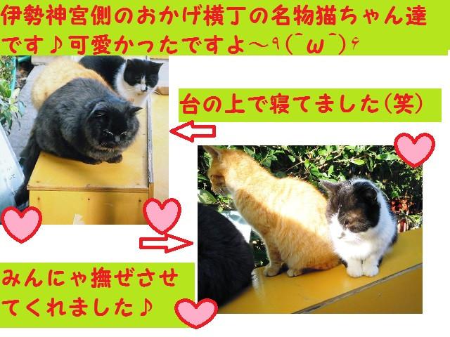 恒例の温泉旅行 伊勢神宮参拝 紅茶猫さんの猫ブログ ネコジルシ