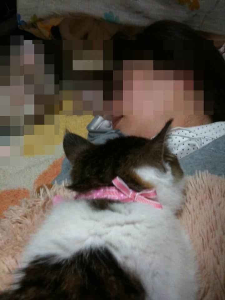 お腹すいたよ ぬこのこさんの猫ブログ ネコジルシ