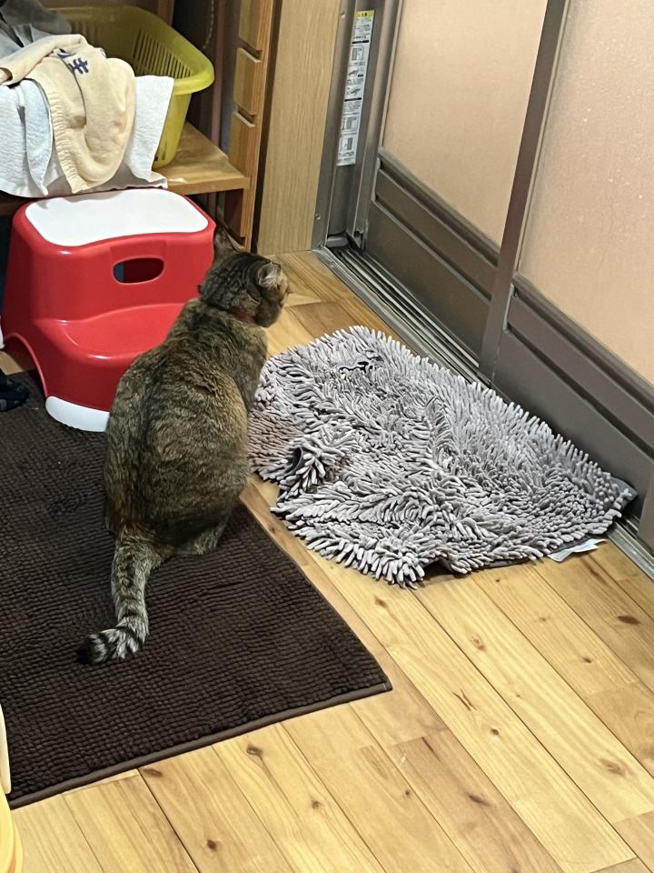 お風呂の前で ぽんたみかんさんの猫ブログ ネコジルシ