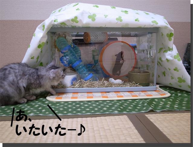 ハムスターと猫 ご対面 ユキシヴァさんの猫ブログ ネコジルシ