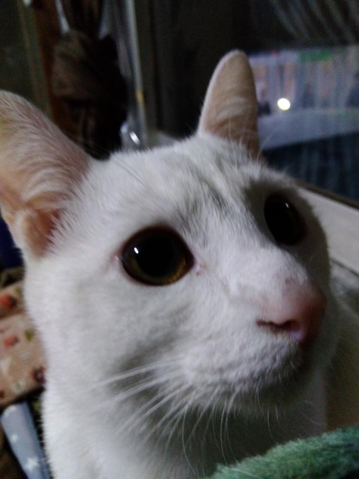 ちゅうちゅうちゅちゅ やっぱり食前 食中 蕪がうまいさんの猫ブログ ネコジルシ