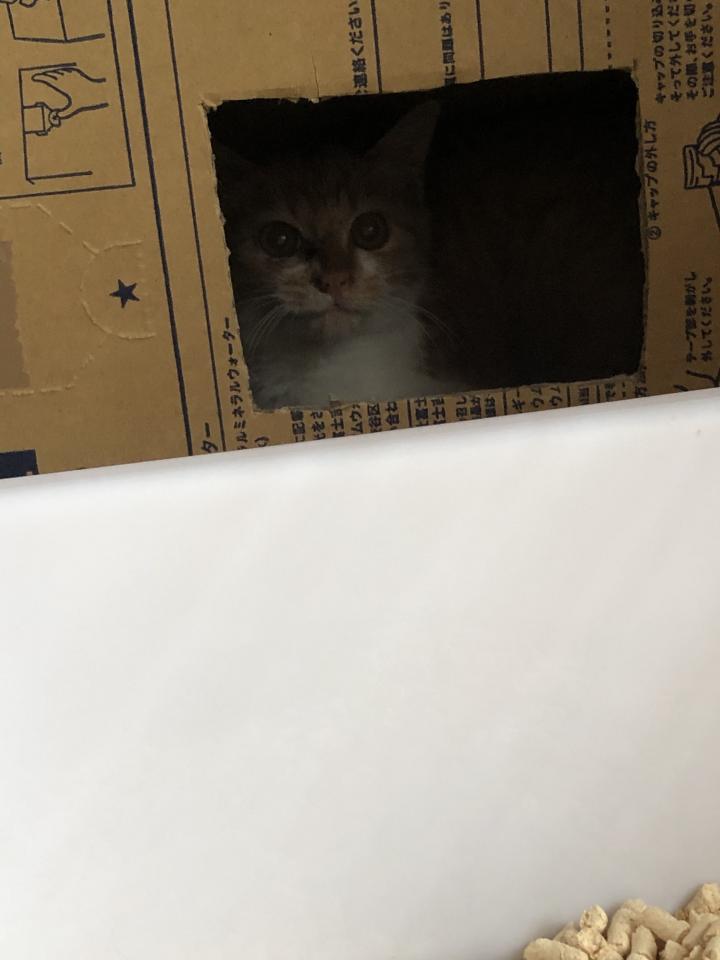 保護した子猫 Ramu Geekさんの猫ブログ ネコジルシ