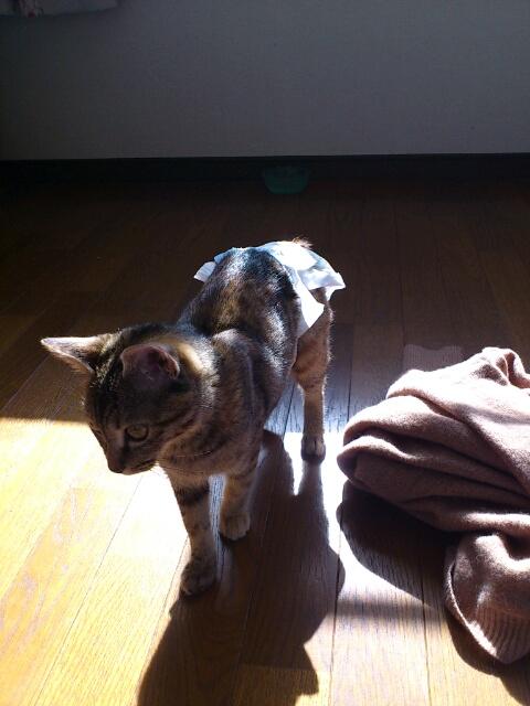 オムツ猫 圧迫排尿 Gon Nyanさんの猫ブログ ネコジルシ