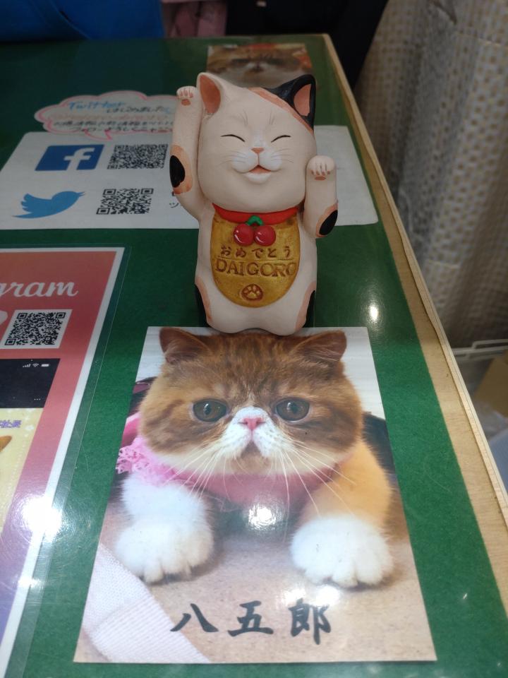 もりわじん先生 Fwf しらたま Fwf さんの猫ブログ ネコジルシ