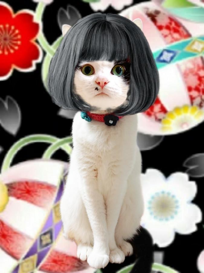 ミューズ杏ちゃん👘(ΦωΦ)👘 - しらたま(ΦωΦ)さんの猫日記