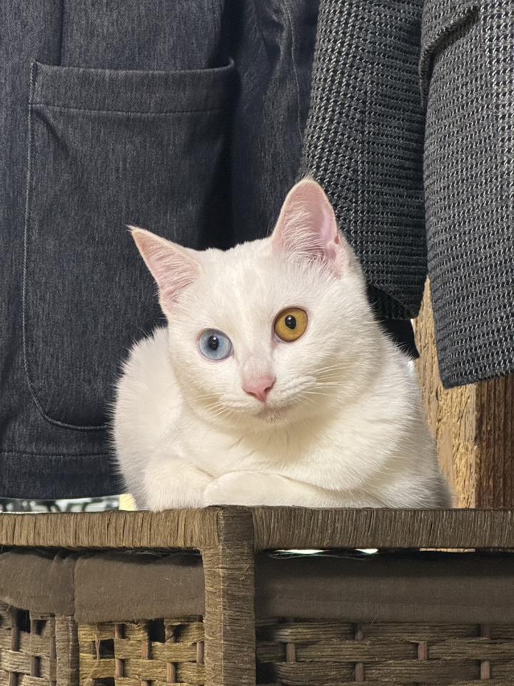 続∶他猫の空似(ΦωΦ)ﾌﾌﾌ…✨?✨ - しらたま(ΦωΦ)さんの猫日記