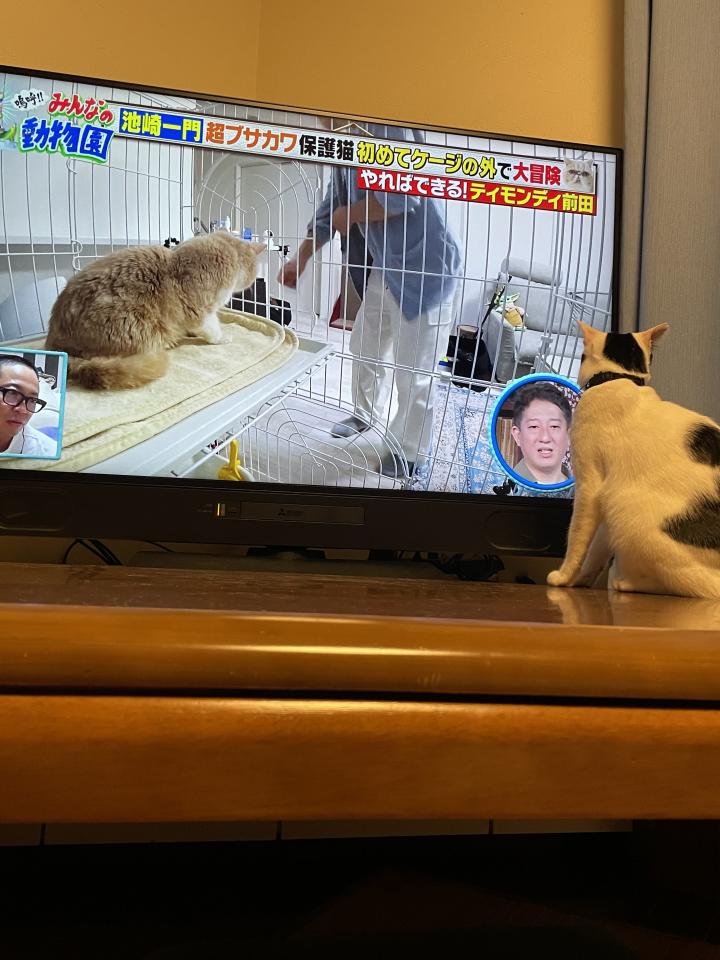 猫猫333 diary_288491_2.jpg
