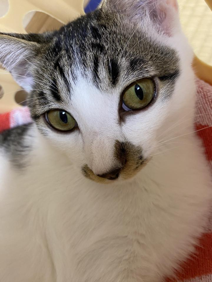 お目目の色 - ヤマねこさんの猫日記