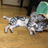 購入前に連絡下さい★猫飼ってます•*¨*•.¸♬︎ Amazon | 日本メーカー RAKU 猫タワー 木製キャットタワー