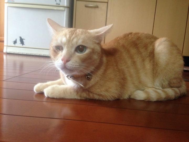 盗み食いの罰 - ぴのママさんの猫ブログ - ネコジルシ