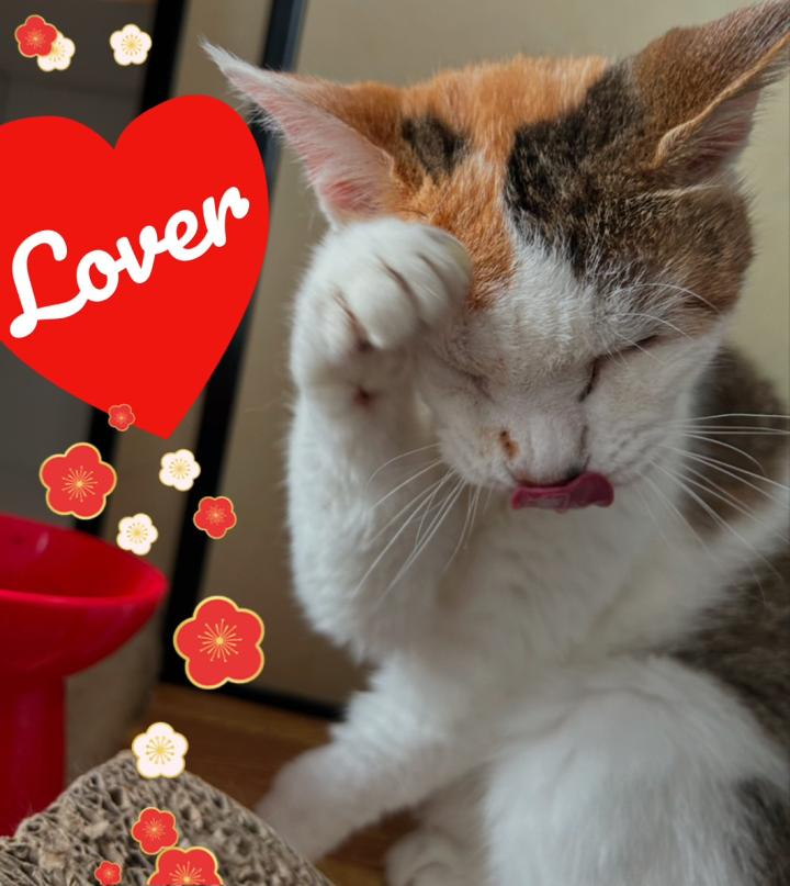 本日☆MVP☆ありがとうございます - いちごハウスさんの猫日記