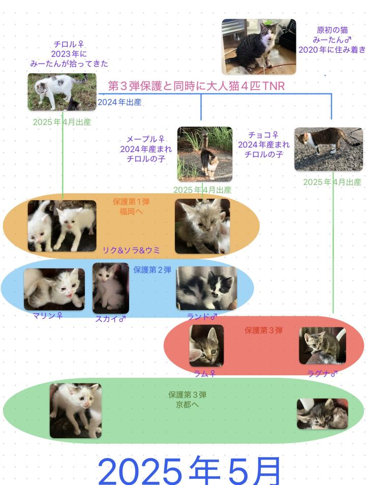 ニャンず家系図まとめました - juju&yuzuさんの猫日記