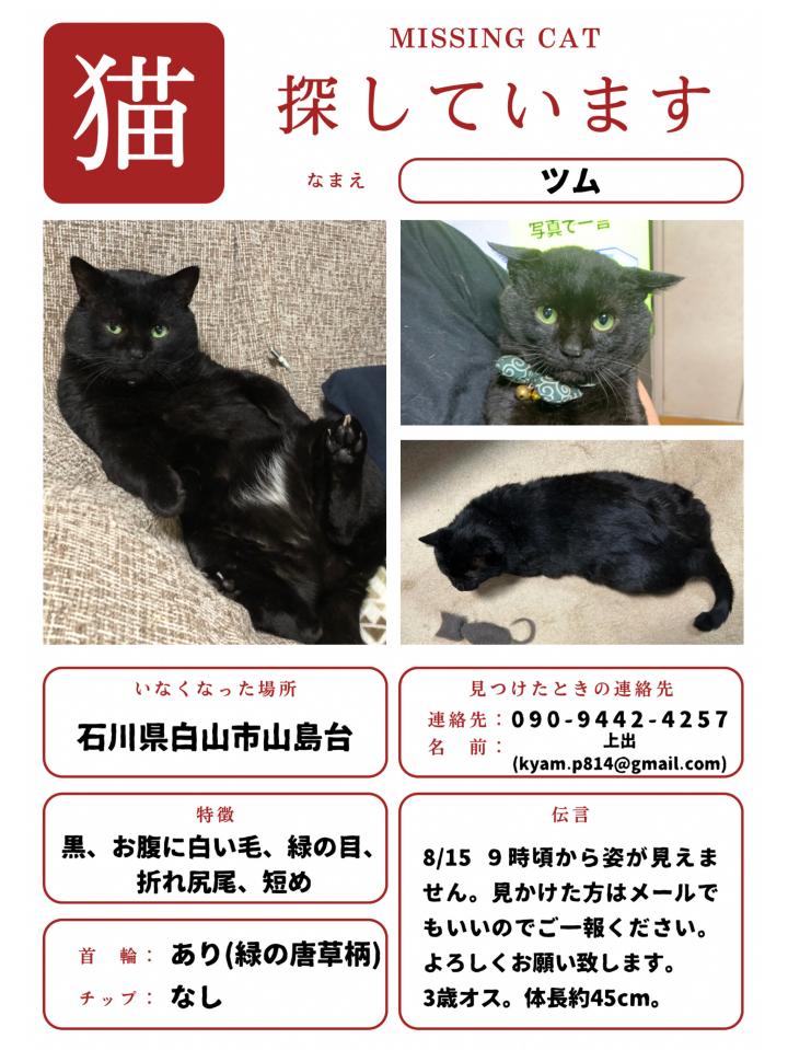 猫A 画像1 ＋ 14 最終値下げしました！ 黒猫をさがしています。 - kyam.p814さんの猫日記