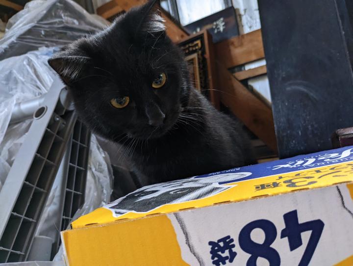 ミケちゃんとセイに会いに行ってきます。 - j_miさんの猫日記