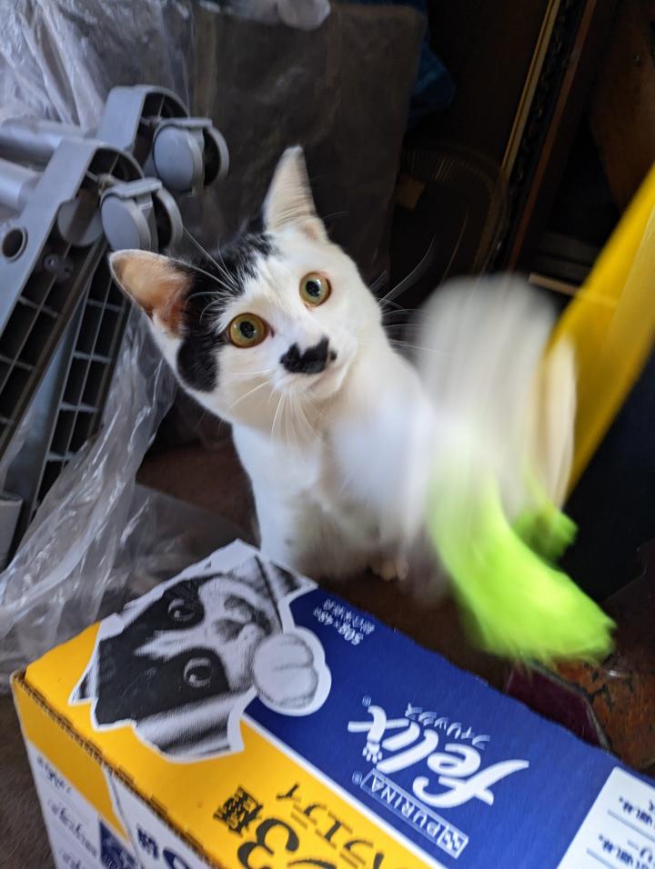 ミケちゃんとセイに会いに行ってきます。 - j_miさんの猫日記