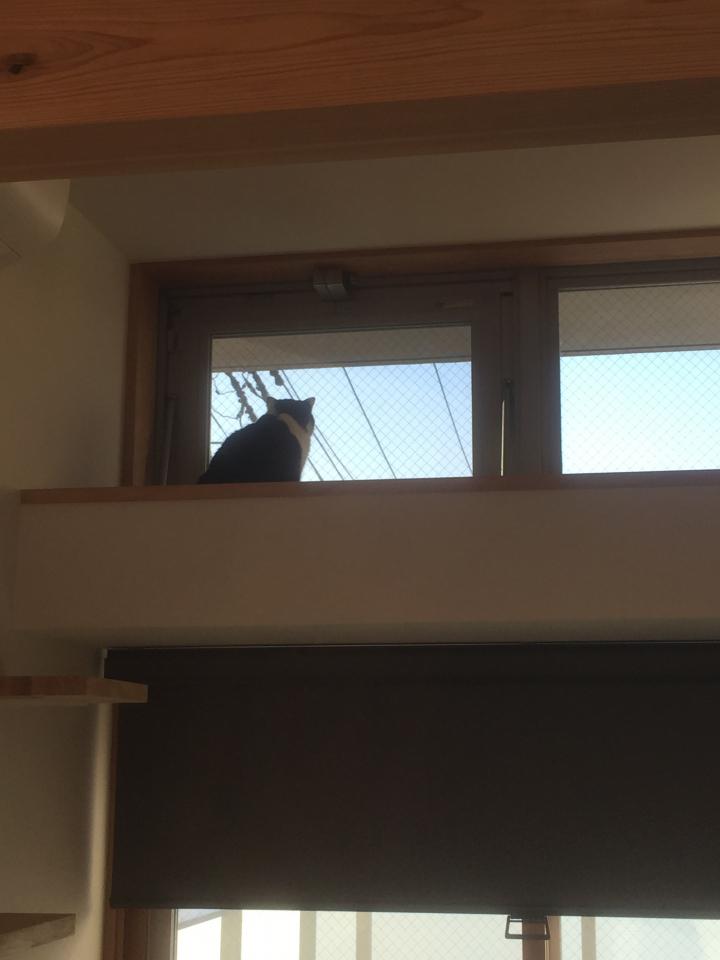 猫部屋 その3 シャーさんの猫ブログ ネコジルシ 猫部屋 その3 シャーさんの猫ブログ ネコジルシ