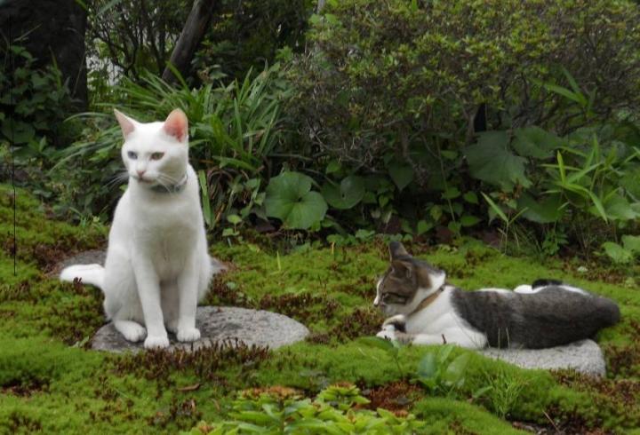 いよいよ明日 のんきさんの猫ブログ ネコジルシ いよいよ明日 のんきさんの猫ブログ ネコジルシ