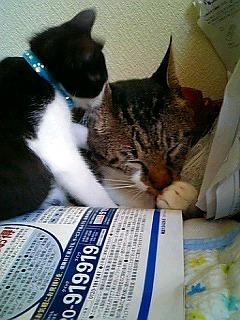 内緒話 - ひばなさんの猫ブログ - ネコジルシ