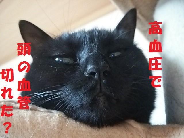 さては・・アンタ・・ - ねこザイルさんの猫ブログ - ネコジルシ